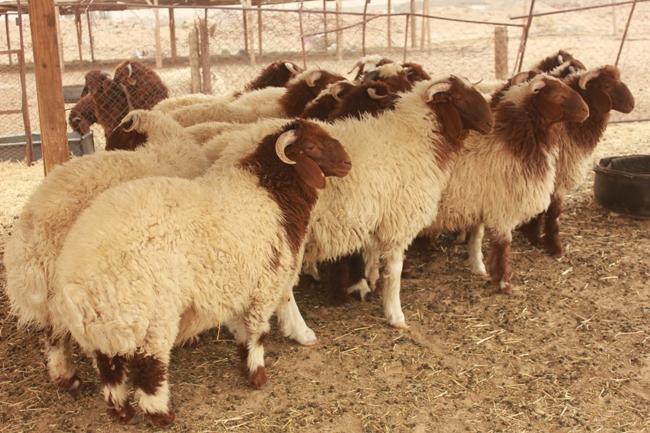 “نهر الخير” تُدشن مشروعاً للإنتاج الحيوانى بـ35 مليون جنيه