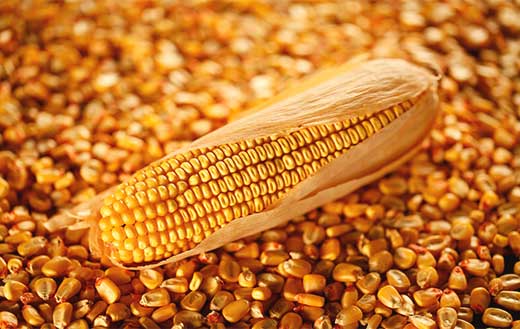 خامات الأعلاف تفقد 700 جنيه فى الصويا و400 جنيه للذرة