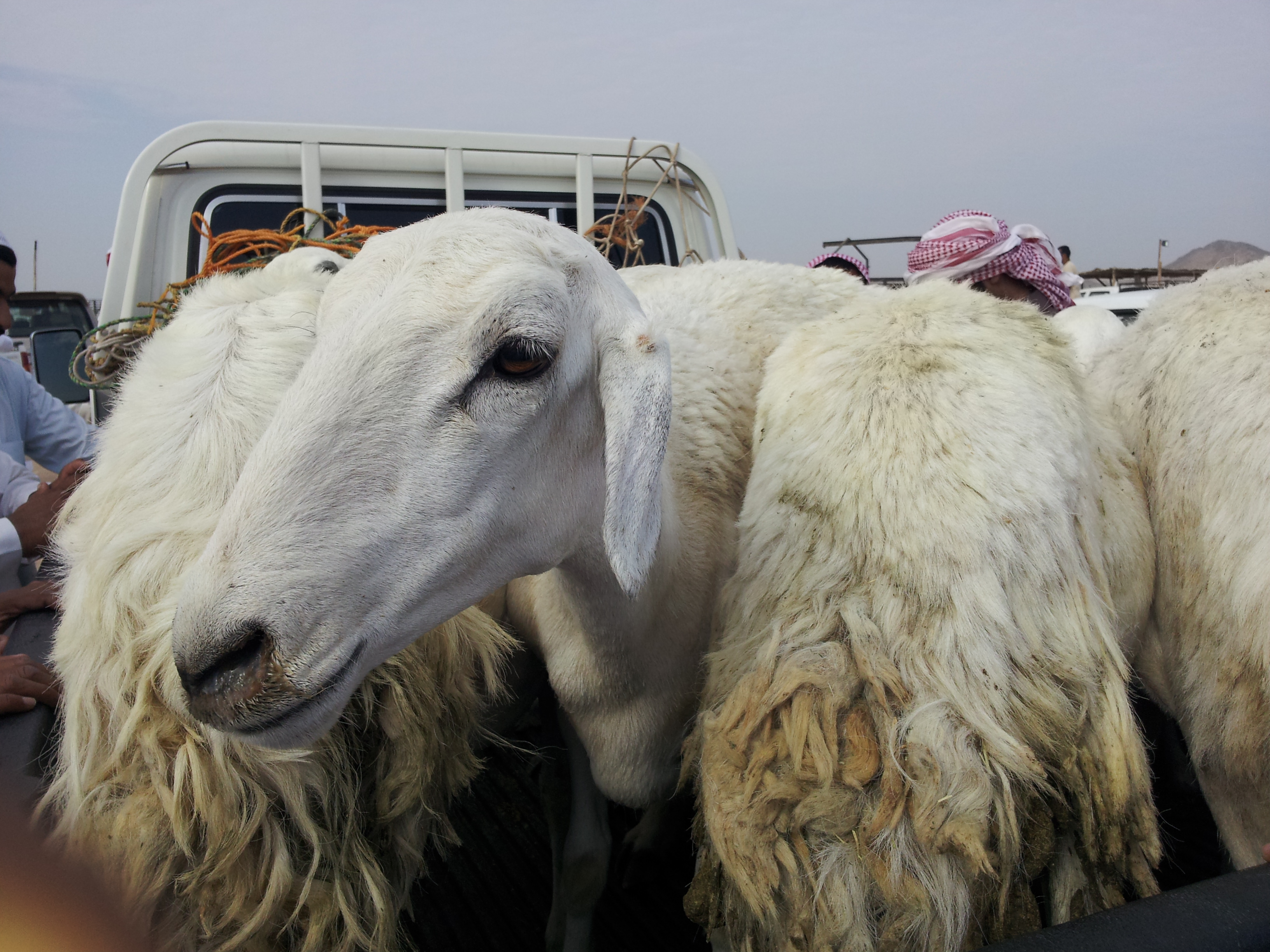 أسعار المواشى فى السعودية تتراجع إلى مستويات 2011