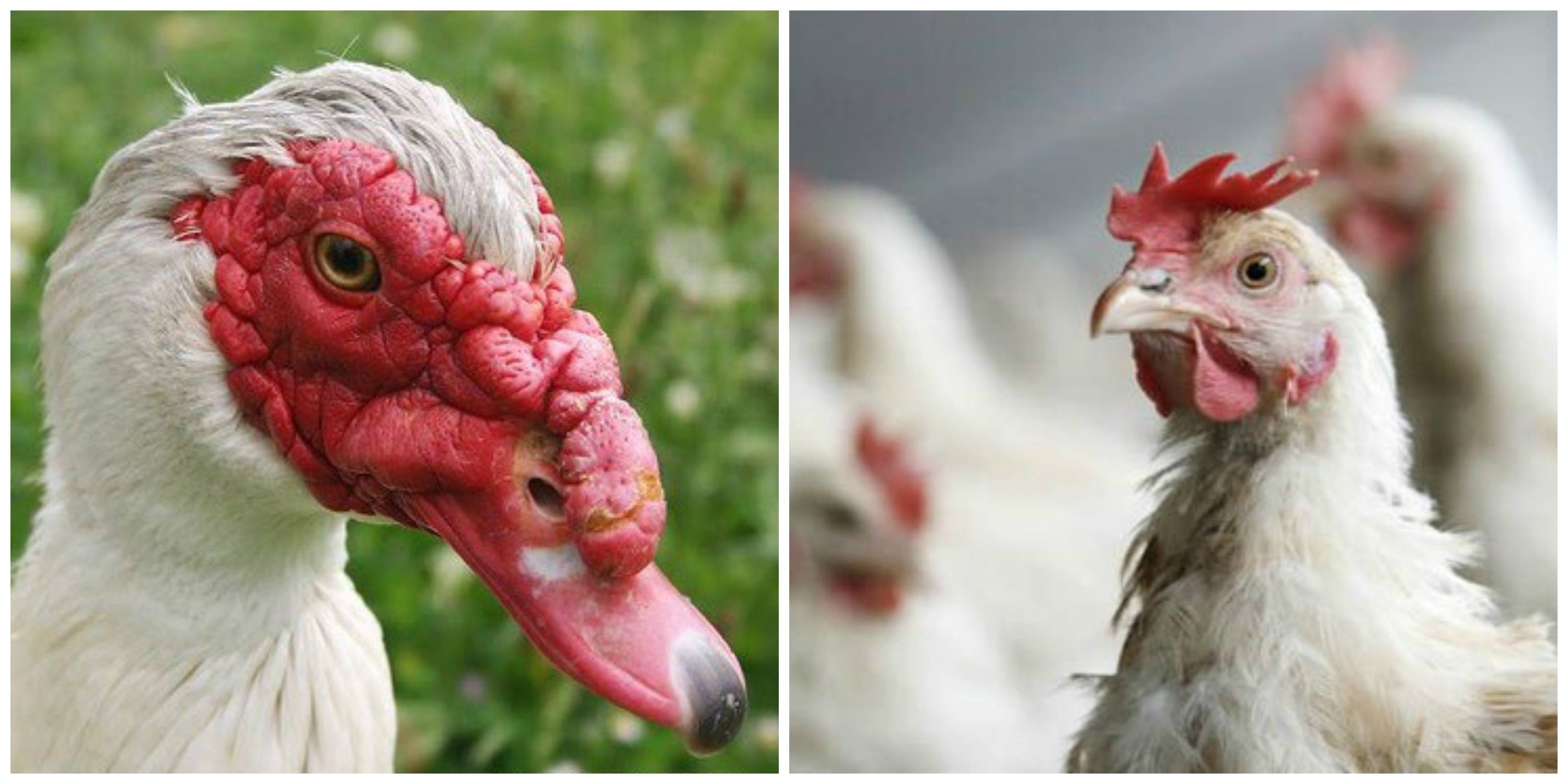 كيلو البط بـ50 جنيه .. والدواجن تصل 30 جنيه بالمزرعة