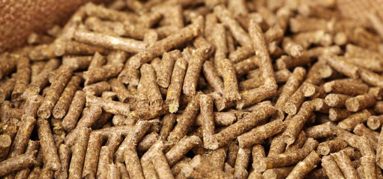 أعلاف «الماشية» تففز 350 جنيهًا.. والطن يُسجل 4550 جنيهًا