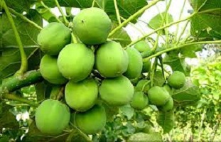 J Fuel تخطط لتصدير الوقود المتجدد إلى أوروبا وتركيا وقبرص