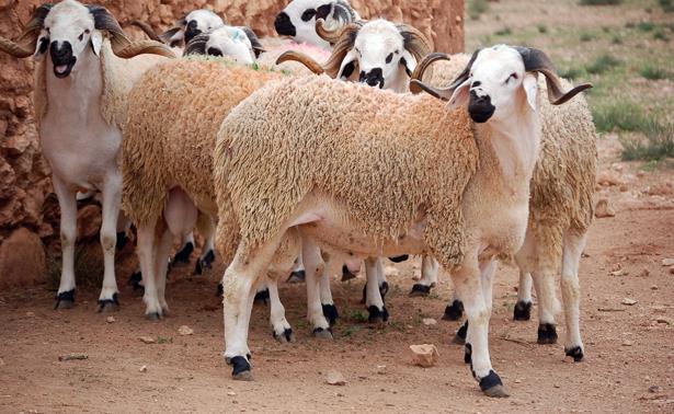 «الزراعة» تطرح الأضاحى بأسعار مخفضة