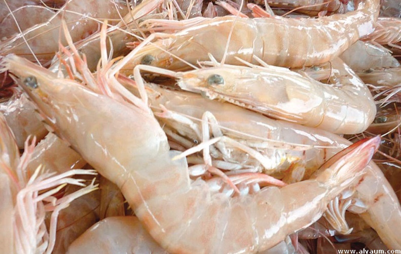 13 طن حصيلة اليوم الأول لموسم الروبيان والأسعار بين 600و 700 ريال سعودي