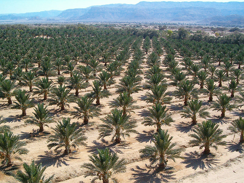 “البيئة” السعودية تطرح 80 فرصة استثمارية في القطاع الزراعي