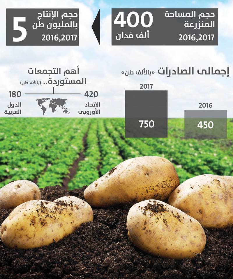 انفوجراف زراعة البطاطس في مصر