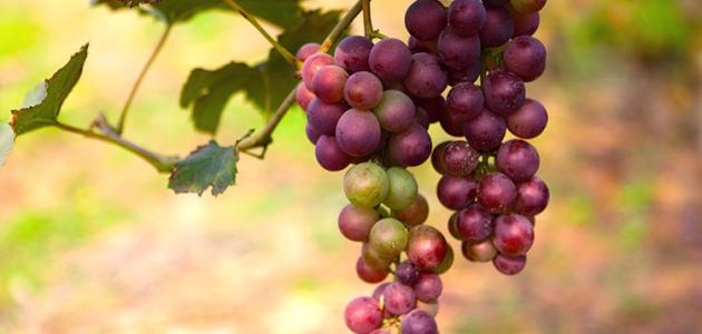 «الزراعة»: أوروبا تخفف من إجراءات استيراد العنب المصري