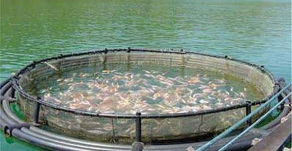 بوادر أزمة بين «الري» و«المزارع السمكية»
