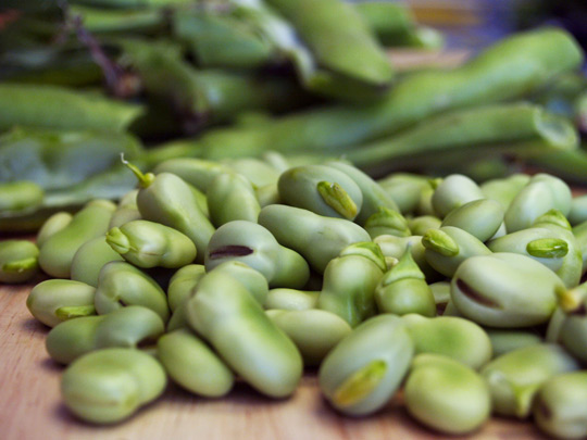 التوسع فى زراعة «القمح» يفقد محصول «الفول» 25 ألف فدان