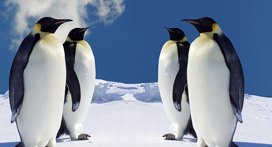 «مول مصر» يستقبل «البطريق»