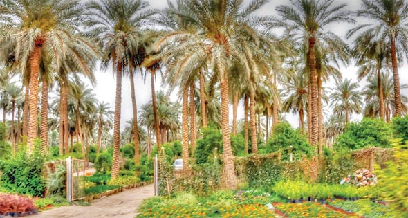 200 مزرعة نخيل بواحة سيوة تحصل على الشهادة الأوروبية والأمريكية