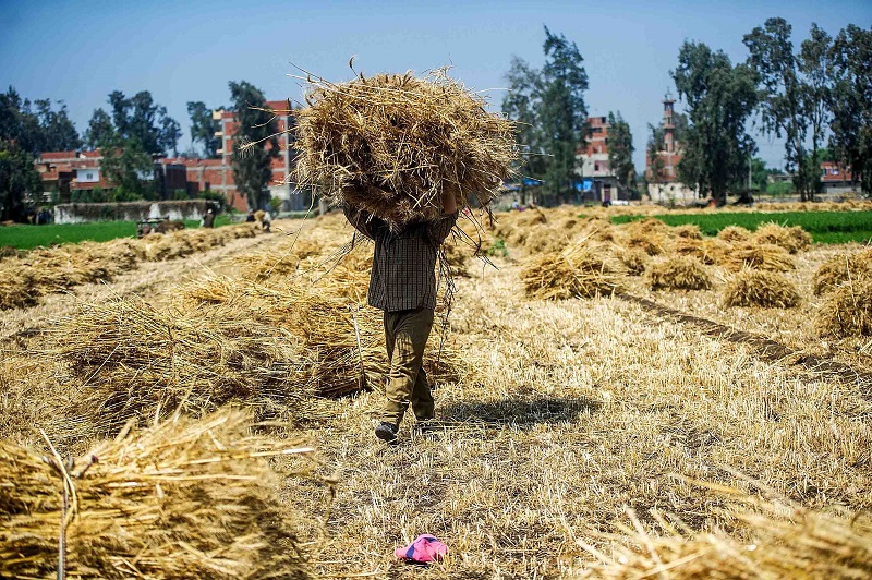 %4.3 ارتفاعاً فى المحصول الموسم الماضى