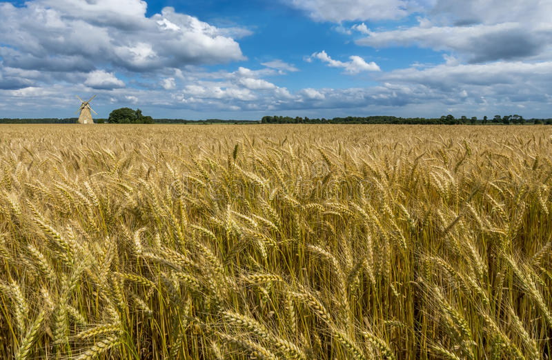 موجة الحر فى أوروبا تدمر موسم حصاد القمح والشعير