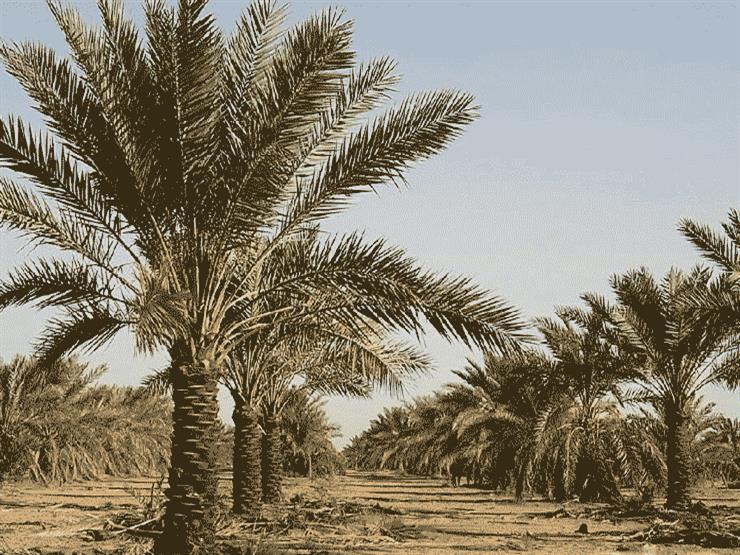 مصر تبدأ زراعة مليونى نخلة من الأصناف الجديدة