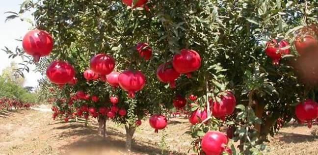 “تصديرى الحاصلات” يتطلع لتوريد الرومان والتمور والعنب لـ”شرق آسيا”