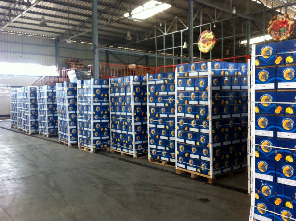 «جنى فريش» تعتزم إنشاء محطة للتصدير العام المقبل.. وبدء العمل بها 2021