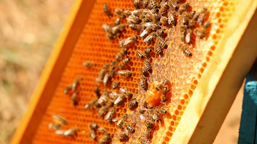 للمرة الأولى ..”الزراعة” تصدر قراراً ينظم “مناحل العسل”