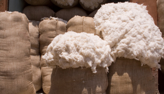 “النواب” يواصل الضغط … ويطالب “الوزراء” بتحديد مشترى “القطن”