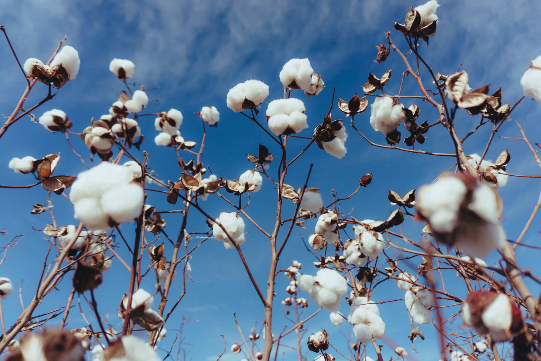 “النواب” يواصل الضغط … ويطالب “الوزراء” بتحديد مشترى “القطن”