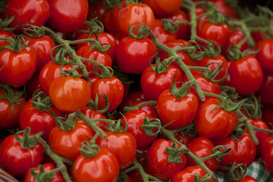 “الزراعة” : بذور “الطماطم 023” وراء الإصابة بمرض تجعد الأوراق