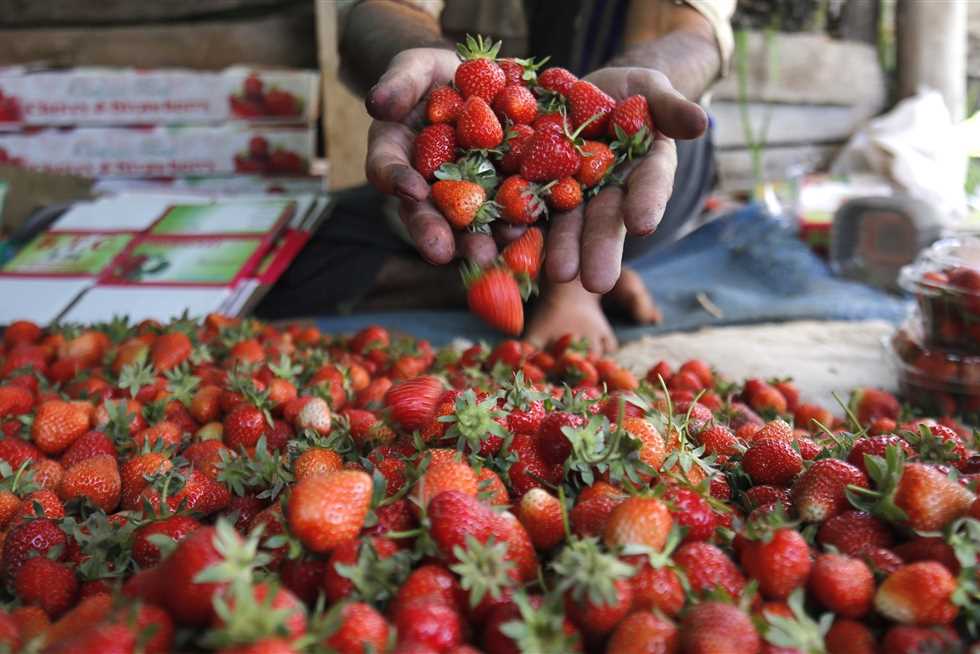 إلغاء فحص النباتات المُبردة داخل «المنافذ التصديرية»