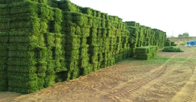 «بحوث الحيوان» يطرح ممارسة لتوريد 4370 طن خامات أعلاف بديلة