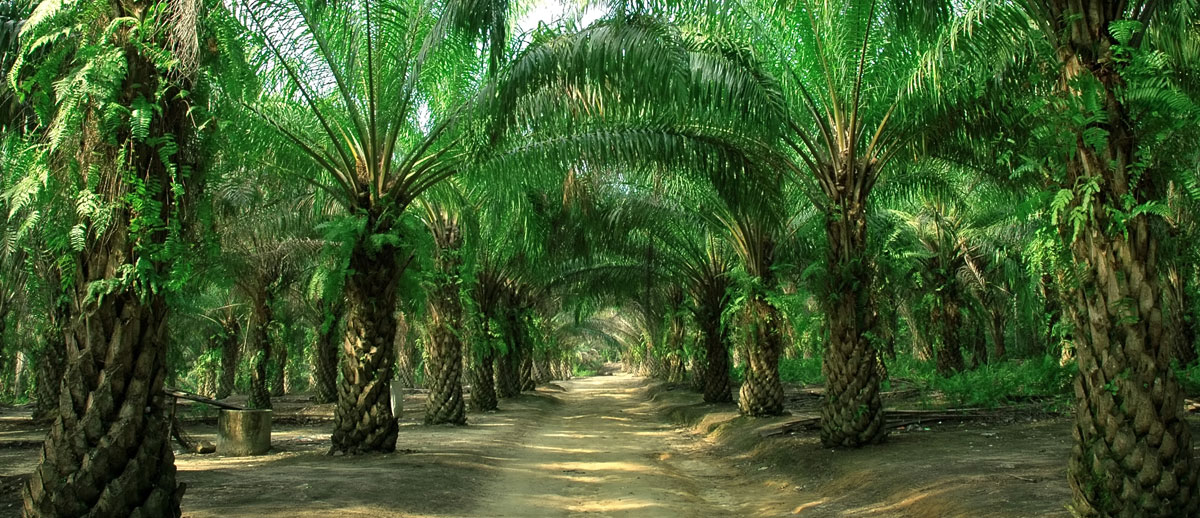 «الزراعة» تُنظم ندوة عن «النخيل» فى أسوان