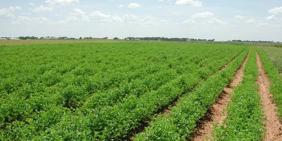 استصلاح الأراضى