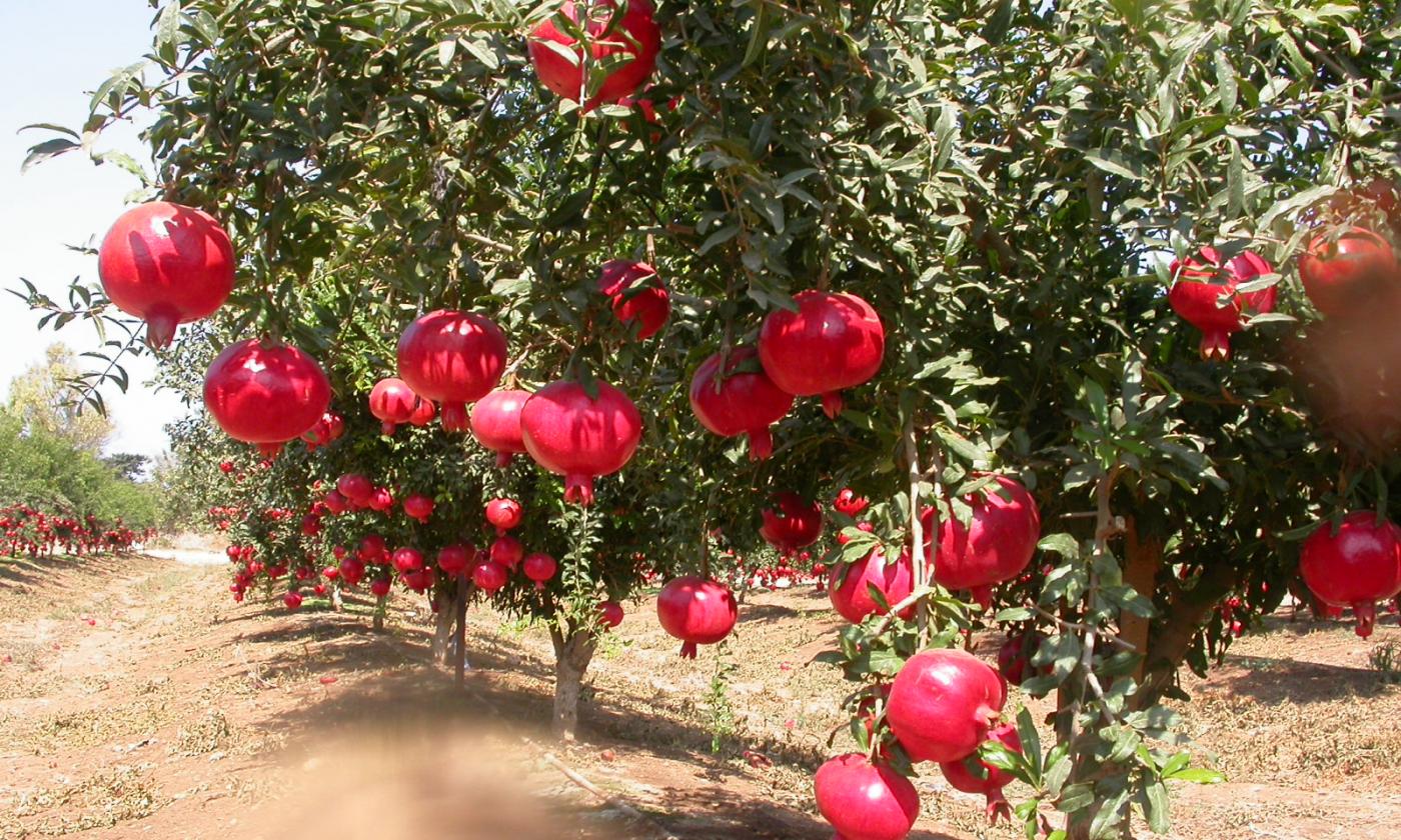 “الزراعة”: انتهاء فترة تكويد مزارع “الرمان” 31 ديسمبر