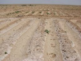 “الدولية للمشاريع الكويتية” تذهب بأرض “العياط” للتحكيم الدولى