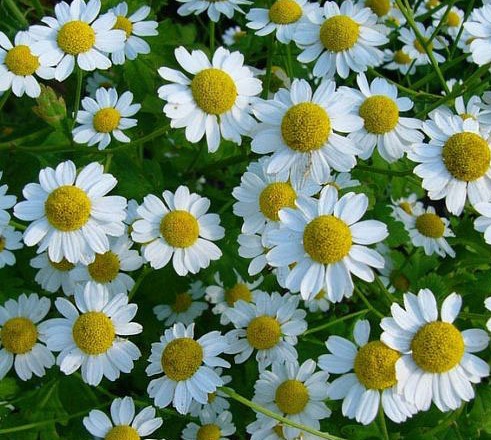 «الزراعة» تدرس إنشاء غابات رحيقية بمساحات كبيرة لخدمة «المناحل»