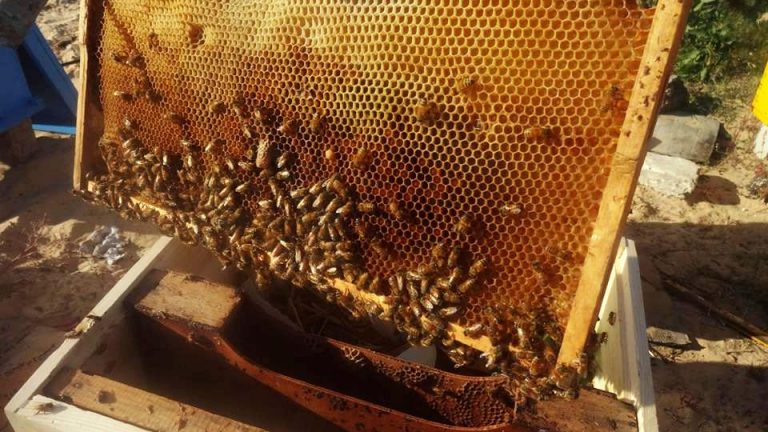 «محمد هجرس» مهندس البترول الذى أحب النحل 