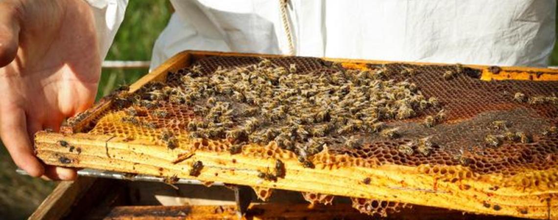 7 تحديات تواجه صناعة «النحل» فى مصر.. والحلول متاحة