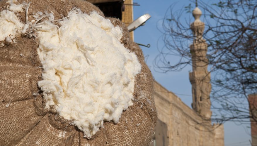 القطن