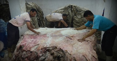 “دباغة الجلود” تخاطب الوزراء لتشديد الرقابة على ذبح إناث المواشى