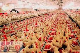 طلبات المجازر ترفع أسعار «الدواجن» 3 جنيهات فى المزرعة