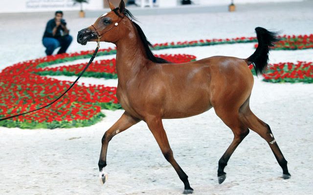 رواج فى مهرجانات الخيول بالمحافظات