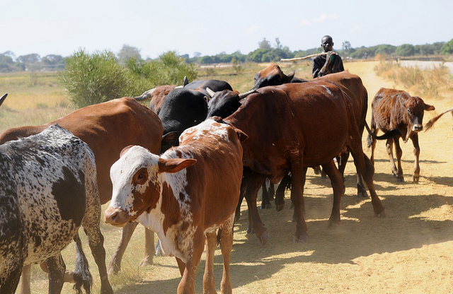 الحكومة تتجه للتعاون مع الدول الإفريقية لإقامة مزارع حيوانية خارج الحدود