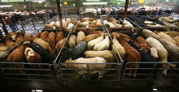 اتجاهات السودانية