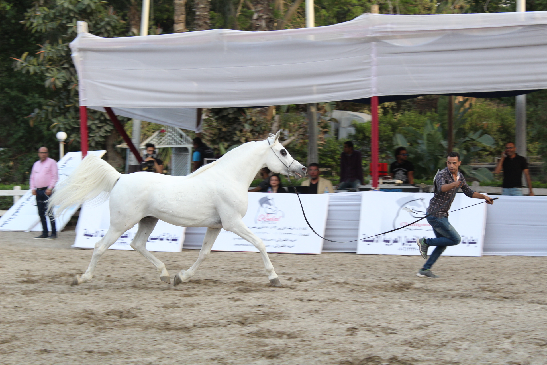 بطولة الخيل بنادى الفروسية بالجزيرة