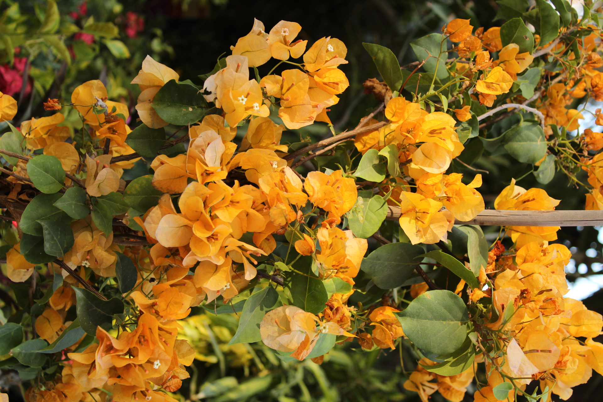 معرض زهور الربيع