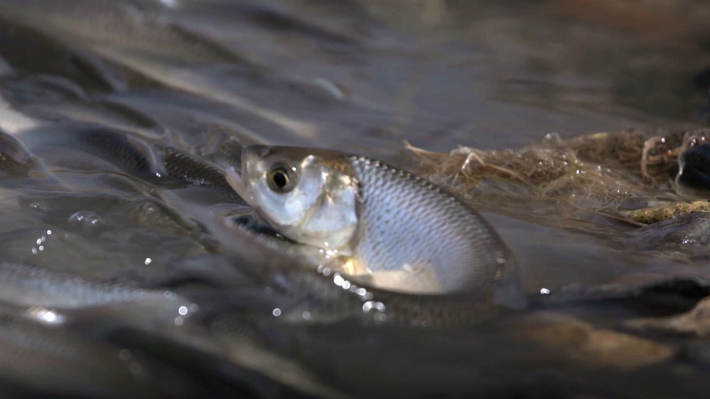 نفوق الأسماك