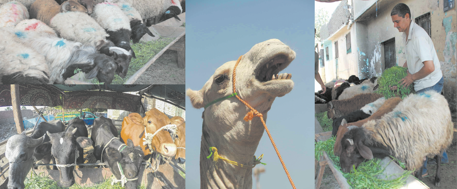 ملف.. أسواق الماشية تستعد لاستقبال عيد الأضحى