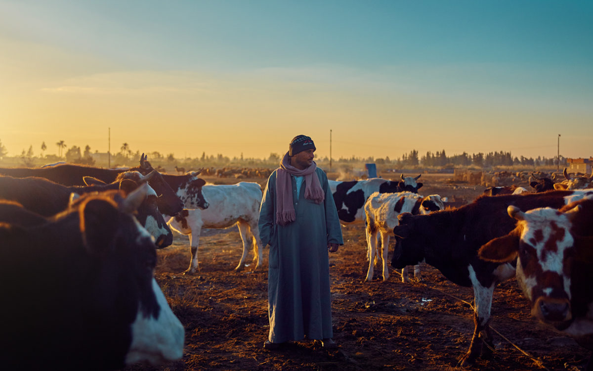 ارتفاع الواردات يُربك سوق «الماشية»