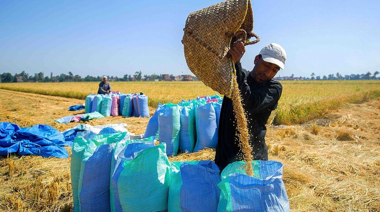 الفلاحون يُطالبون بـ6 آلاف جنيه لتوريد طن الأرز الشعير
