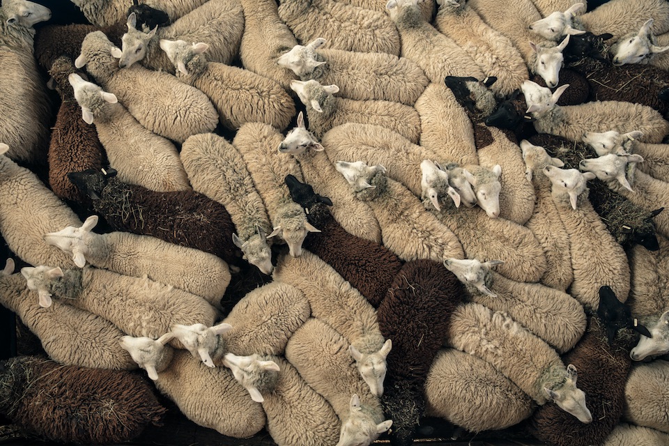 150 جنيهاً تراجعاً فى أسعار الأعلاف تأثراً بانخفاض الخامات