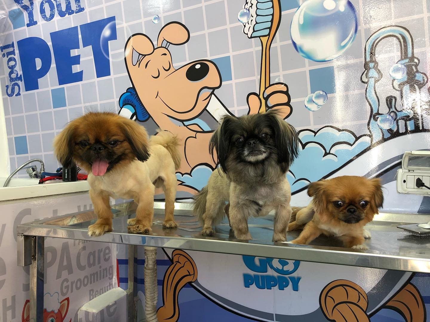 «Go Puppy» عربة متنقلة لتجميل الكلاب والقطط