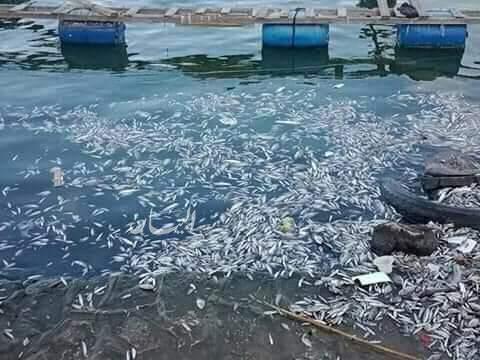 نفوق اسماك - ارشيفية