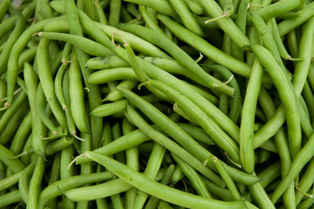 الفاصوليا الخضراء