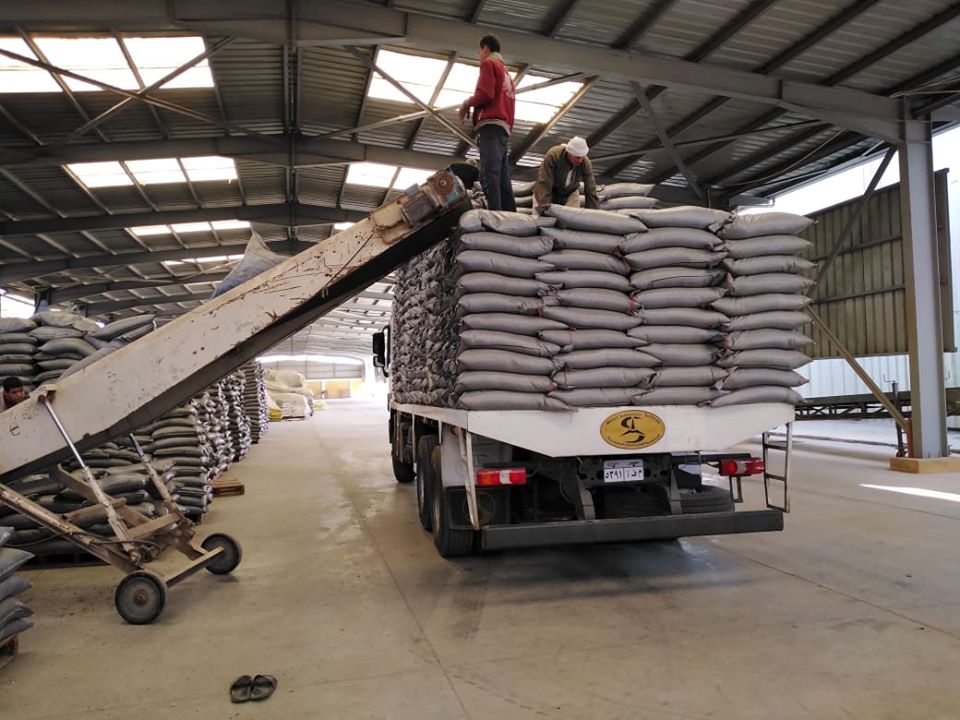 “الزراعة” تبدأ توزيع تقاوى “القطن” بأسعار العام الماضى